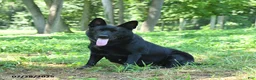 German Shepherd dogs for sale: Adler - Ad 4