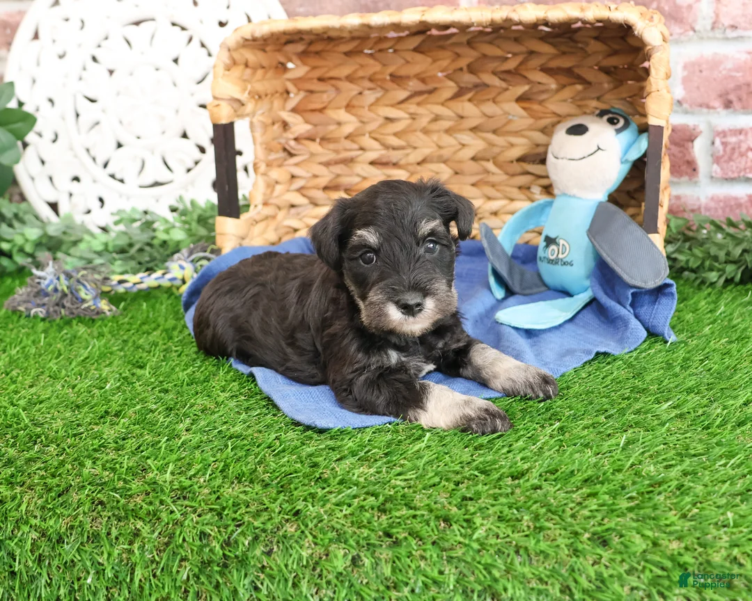 Miniature Schnauzer dogs for sale: Jasper  - Ad 8