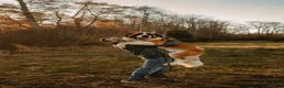 Saint Bernard dogs for sale: Bo - Ad 13