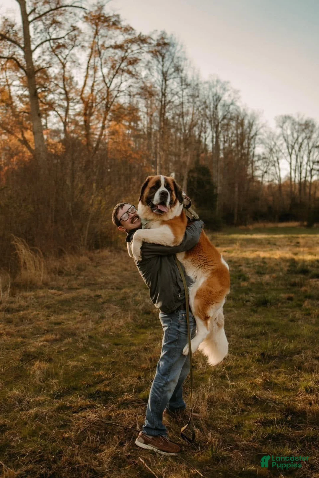 Saint Bernard dogs for sale: Bo - Ad 13