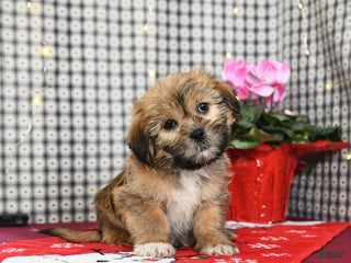 Mixed Breed dogs Kaptain - Ad 5