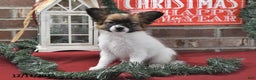 Papillon dogs for sale: Orchid - Ad 1