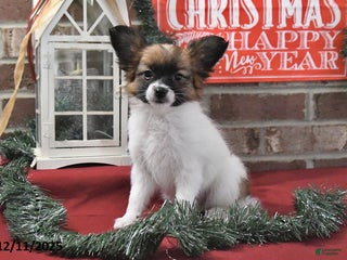 Papillon dogs Orchid - Ad 1