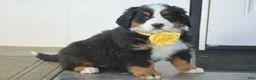Bernese Mountain Dog dogs for sale: Gracie - Ad 1