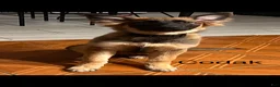 German Shepherd dogs for sale: German Shepherd 1 - Ad 1