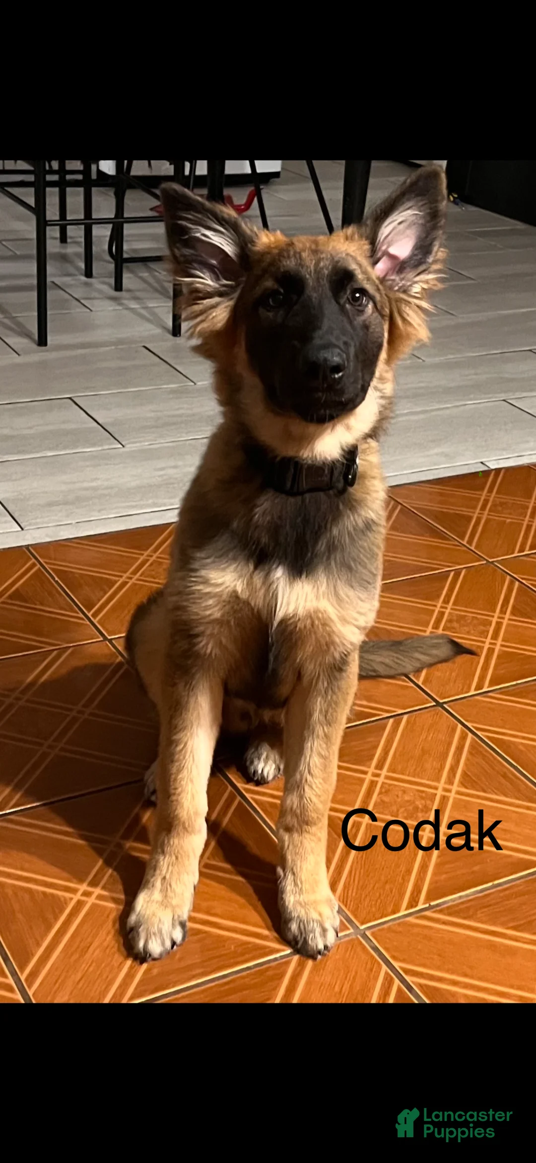 German Shepherd dogs for sale: German Shepherd 1 - Ad 1
