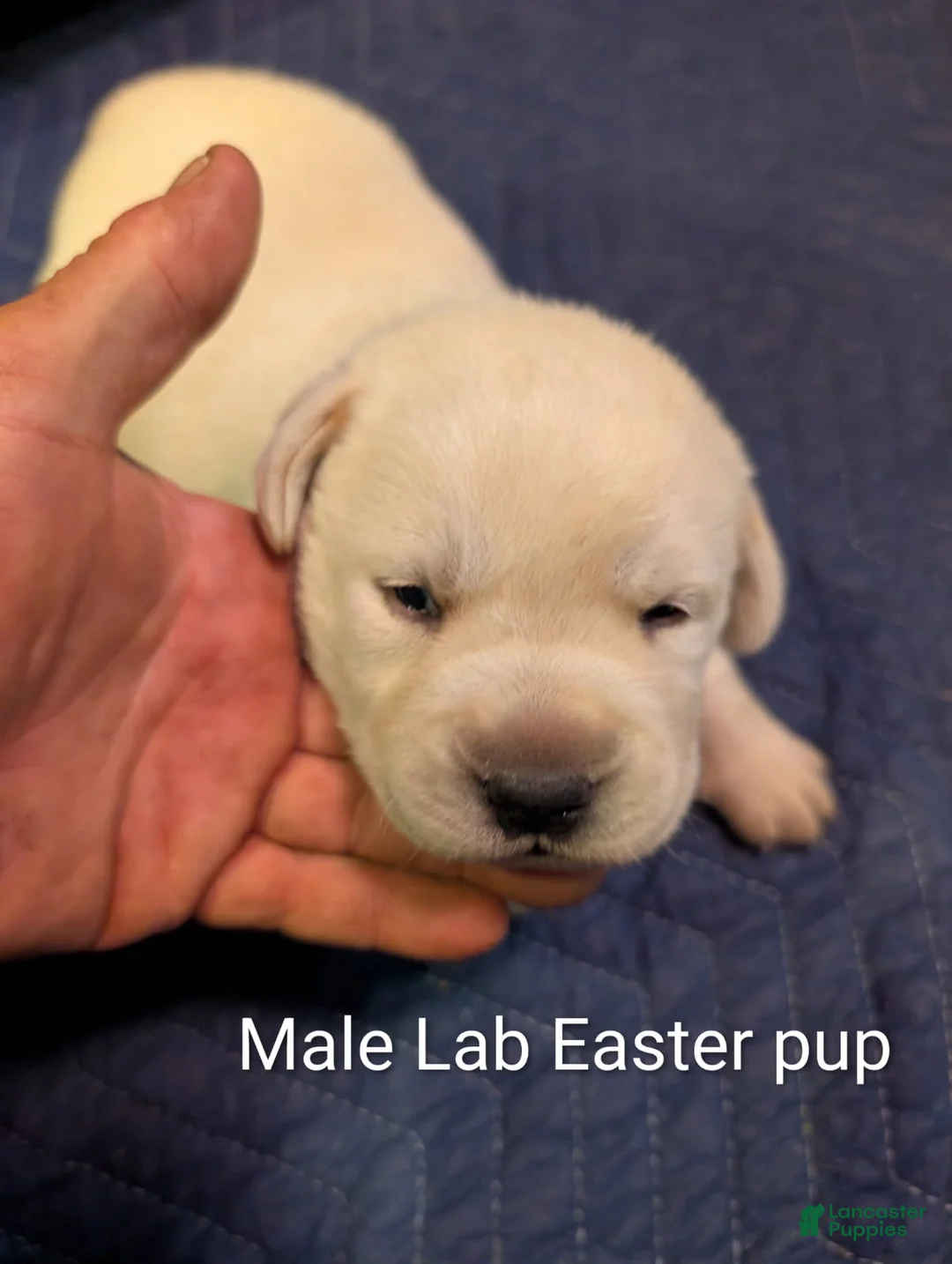 Labrador Retriever dogs for sale: Labrador Retriever Boy - Ad 4