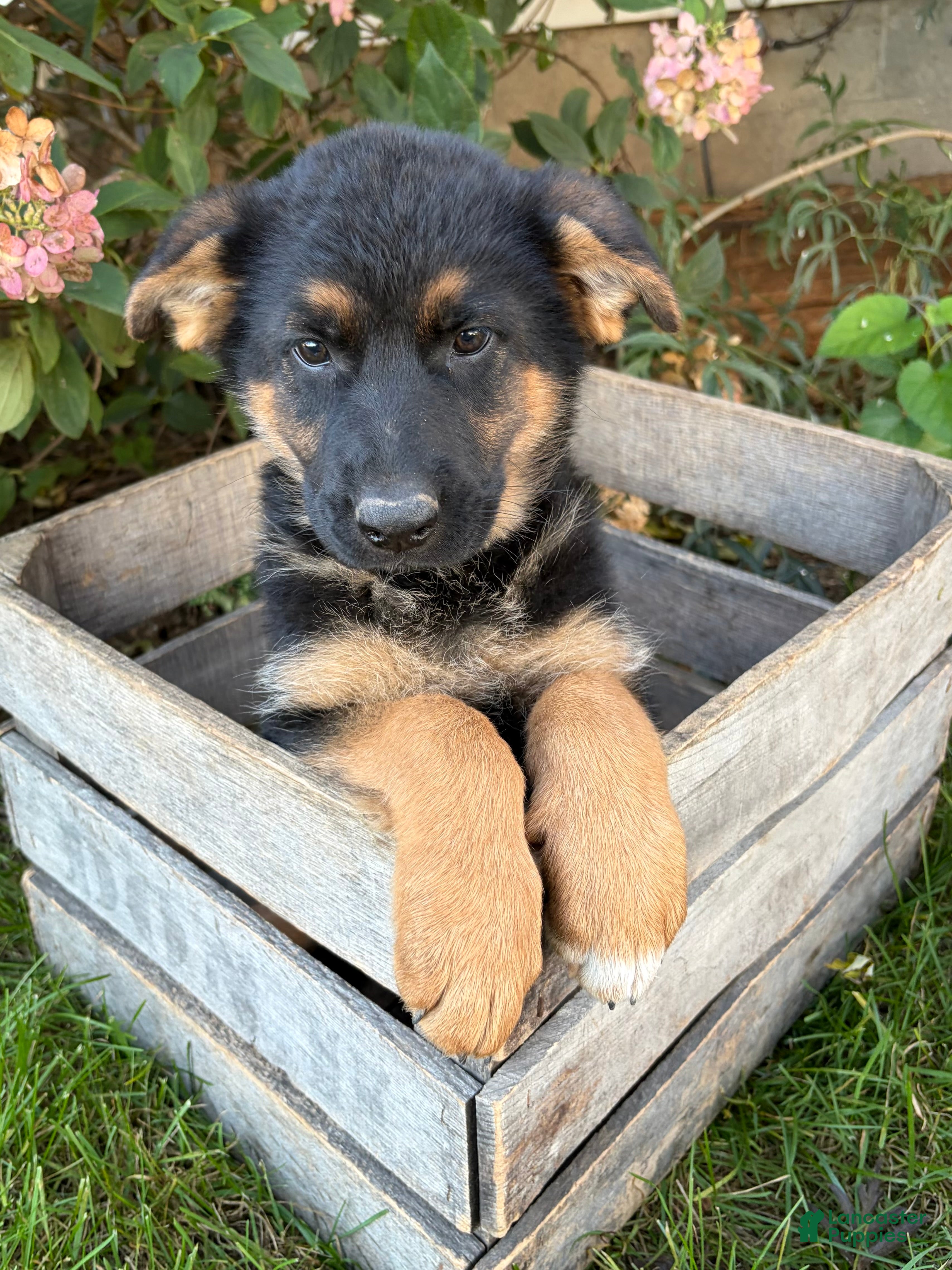 German Shepherd dogs Demi - Ad 1