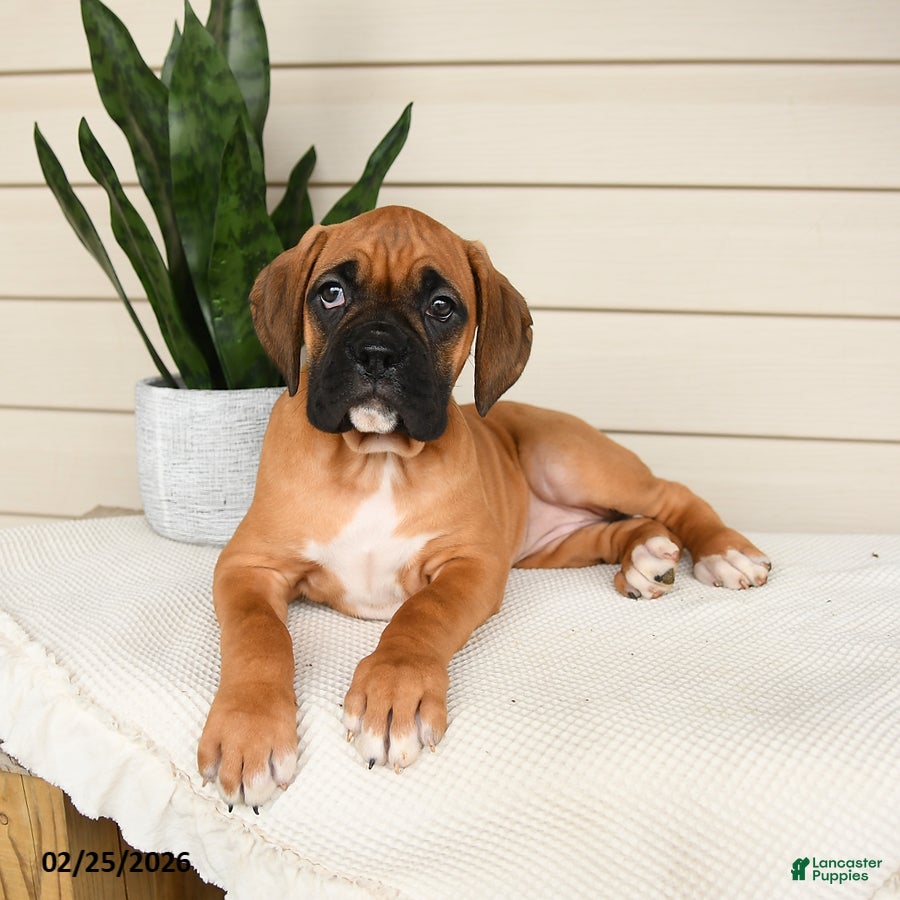 Boxer dogs Jade - Ad 2