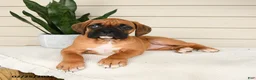 Boxer dogs for sale: Jade - Ad 2