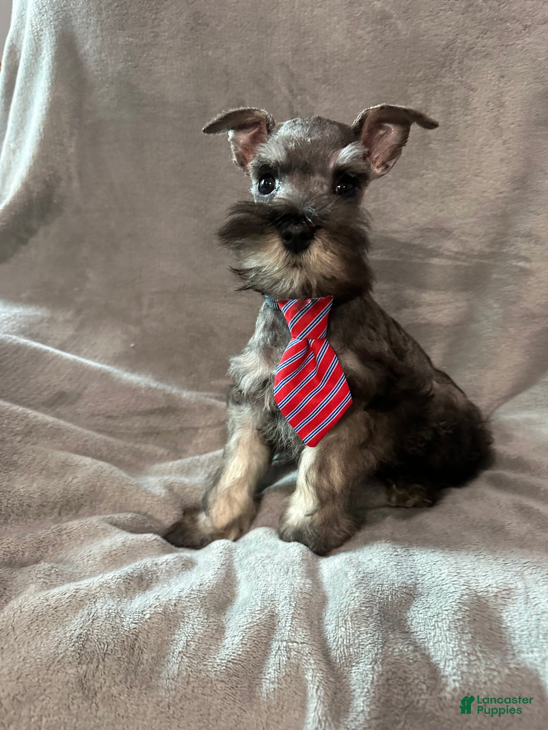 Miniature Schnauzer dogs for sale: Spike - Ad 8