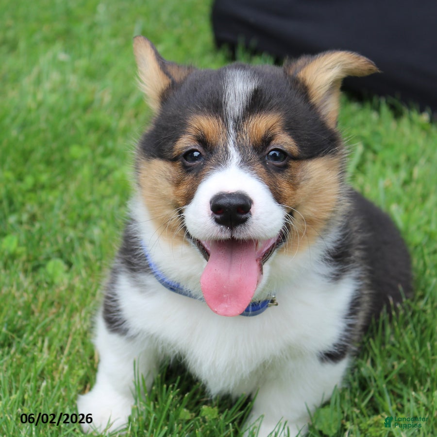 Welsh Corgi Pembroke dogs for sale: Duke - Ad 3
