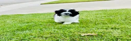 Mixed Breed dogs for sale: 🐶Teddy Bear Blue💙 - Ad 6