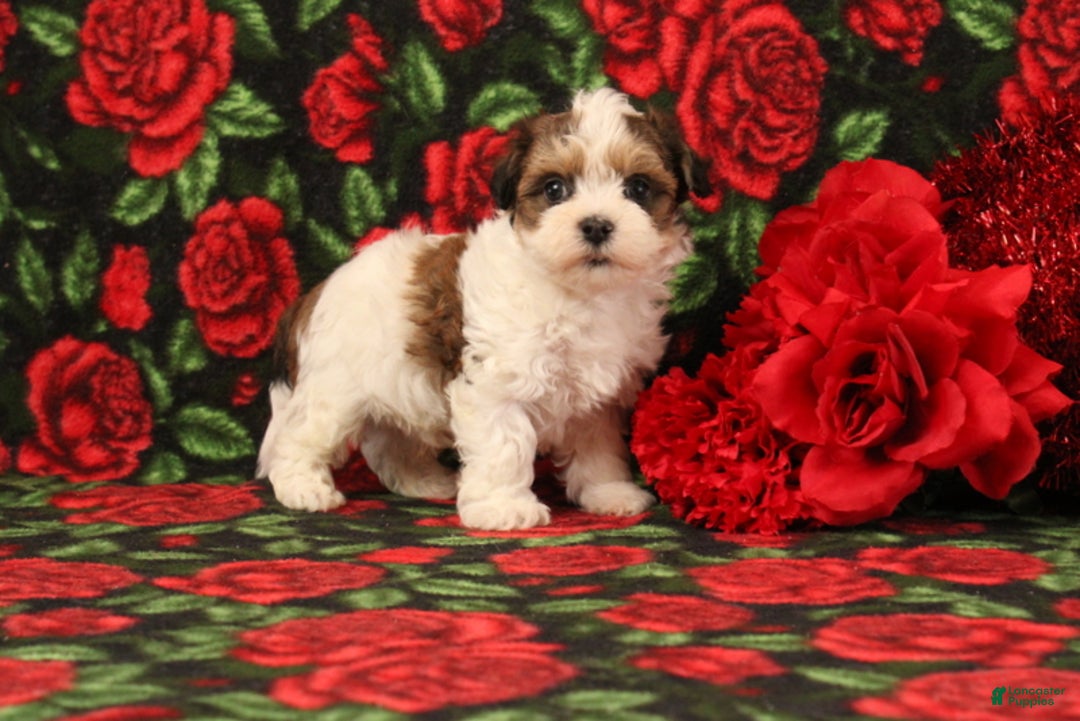 Maltipoo dogs for sale: Howard - Ad 2