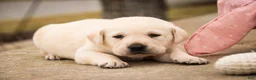 Labrador Retriever dogs for sale: Shalom - Ad 7