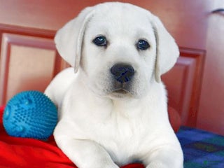 Labrador Retriever dogs - Ad 16