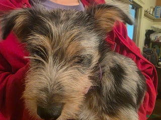 Mixed Breed dogs - Ad 22