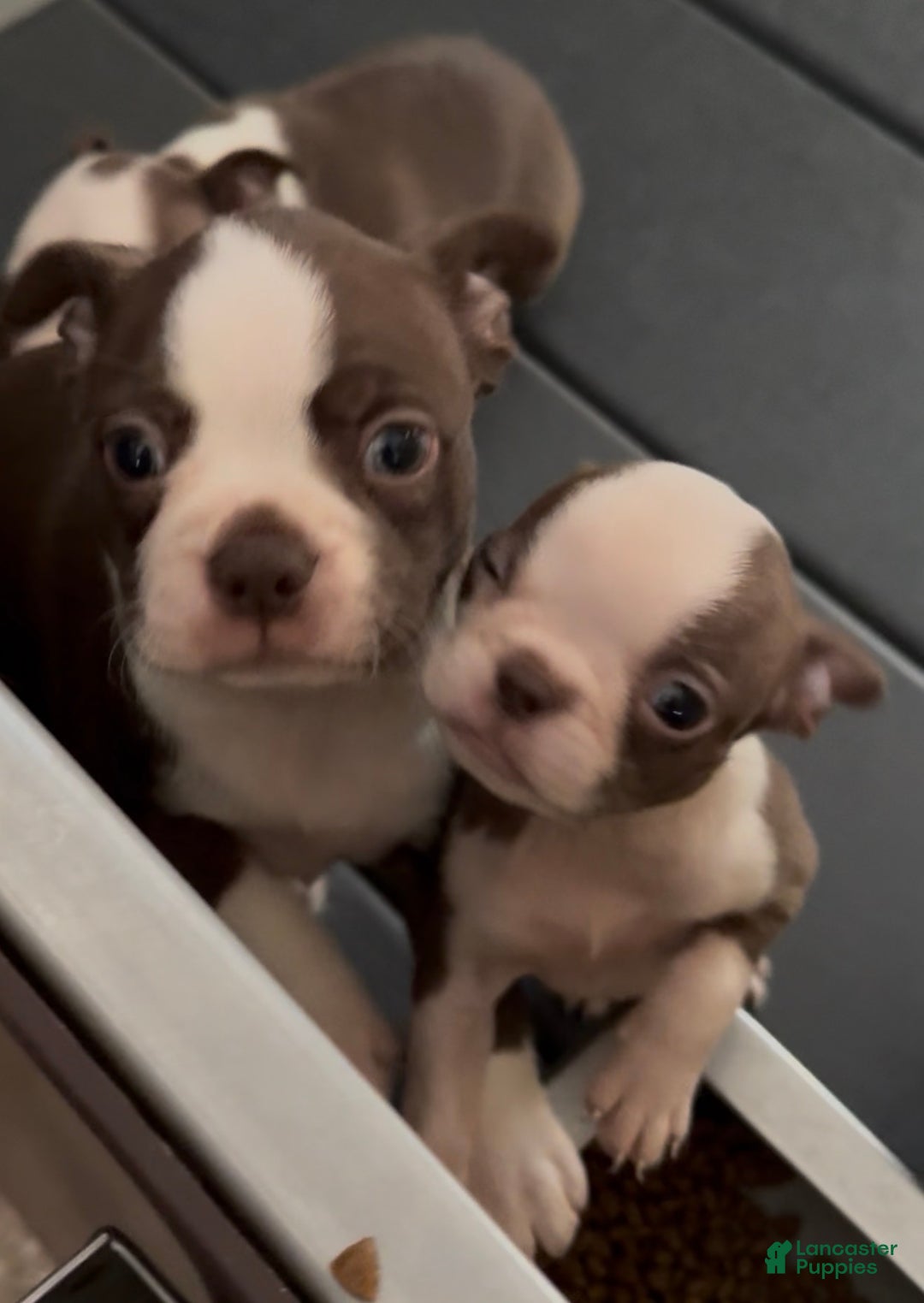 Boston Terrier dogs for sale: Boston Terrier Puppy 2 - Ad 3