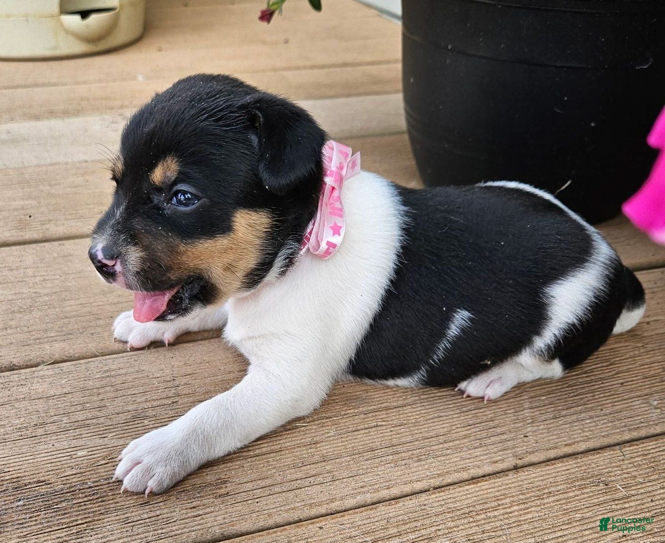 Rat Terrier dogs Leah - Ad 1