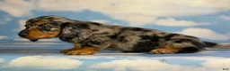 Miniature Dachshund dogs for sale: Akc Kirby LH OFA PRA clear chocolate carrier  - Ad 7