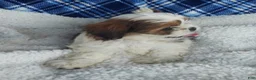 Shih Tzu dogs for sale: HOLLY - Ad 4