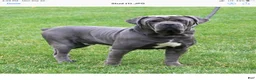 Cane Corso dogs for sale: Calla - Ad 5