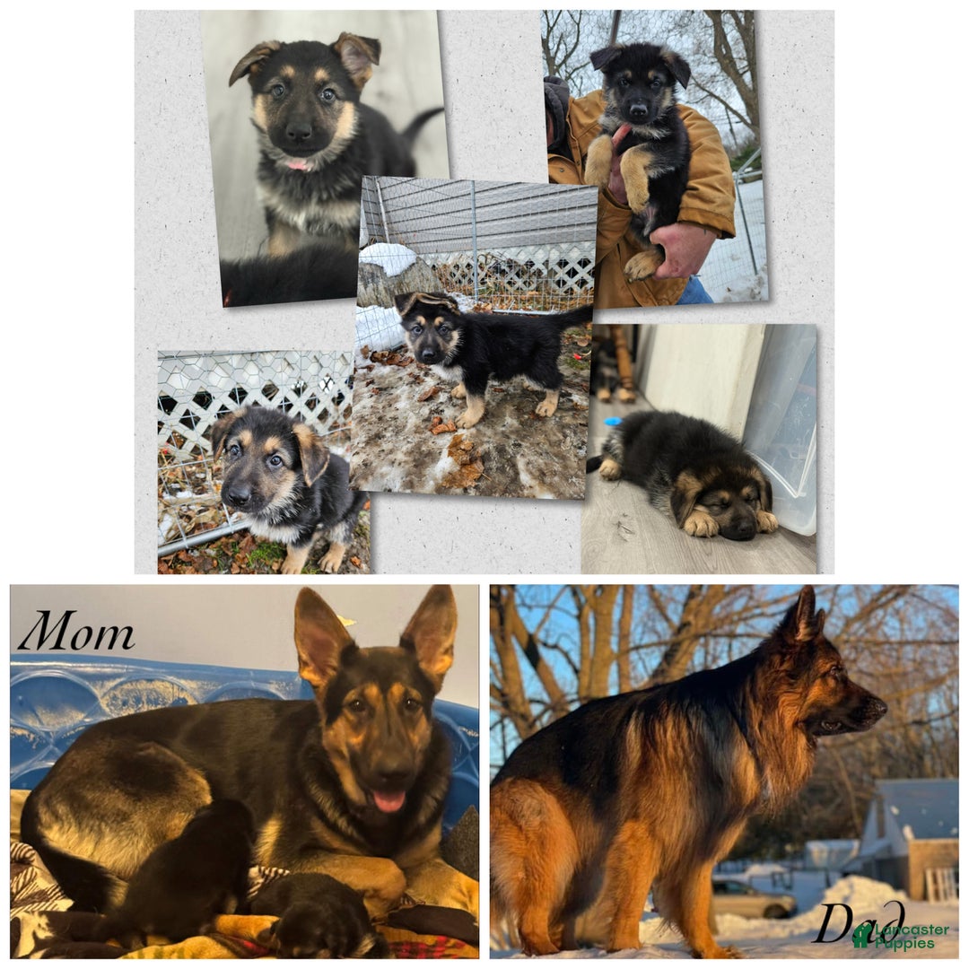 German Shepherd dogs for sale: German Shepherd Puppy 3 - Ad 2