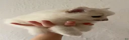 Pomeranian dogs for sale: Linen - Ad 2