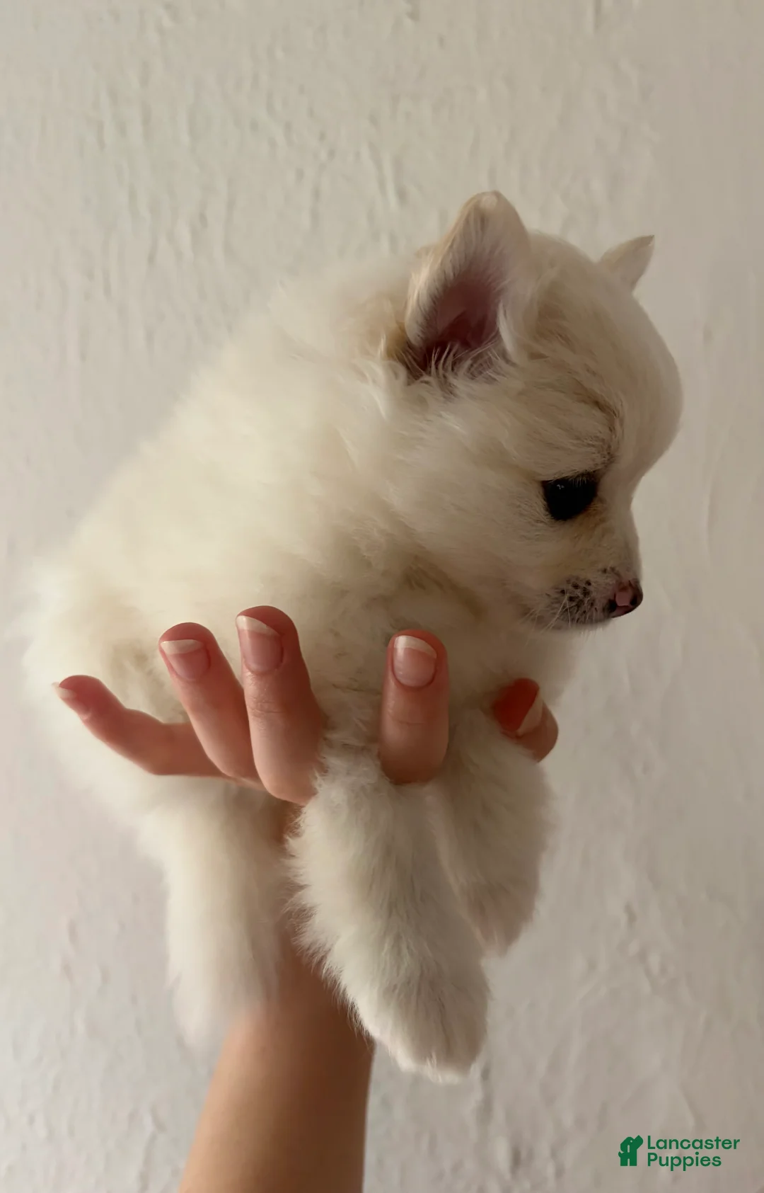 Pomeranian dogs for sale: Linen - Ad 2