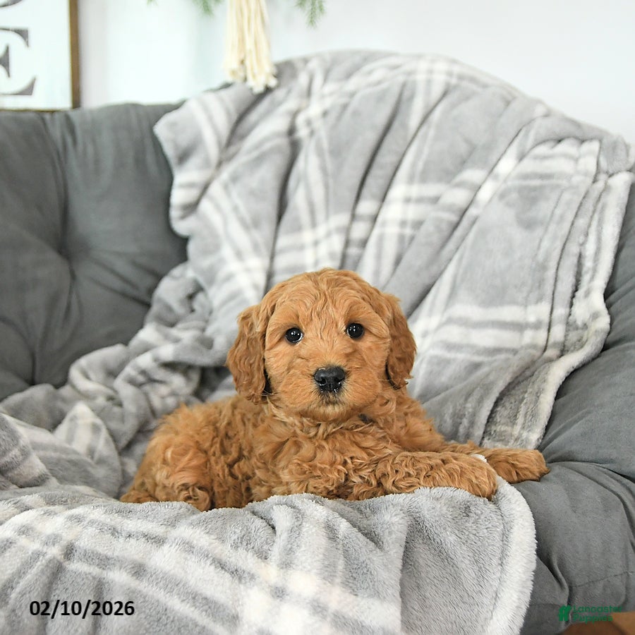 Mini Goldendoodle dogs Archer - Ad 33