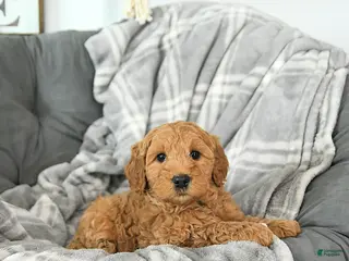 Mini Goldendoodle dogs Archer - Ad 33