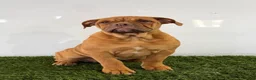 Olde English Bulldogge dogs for sale: Nancy - Ad 4