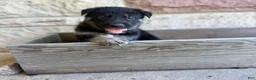 German Shepherd dogs for sale: Peter - Ad 4