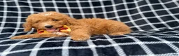Mini Goldendoodle dogs for sale: Lenny - Ad 7