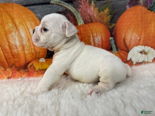 English Bulldog dogs Casper - Ad 14