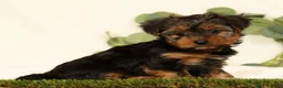 Yorkshire Terrier dogs for sale: Bella - Ad 4