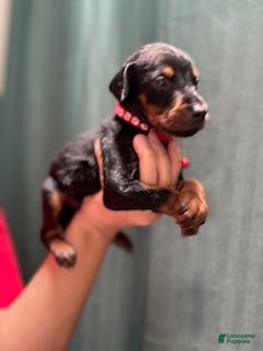 Doberman Pinscher dogs for sale: Red Collar Male  - Ad 3