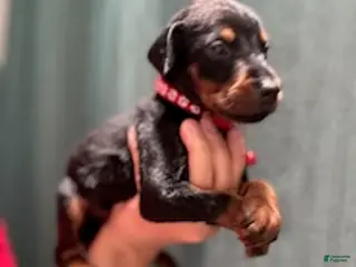 Doberman Pinscher dogs for sale: Red Collar Male - Ad 3