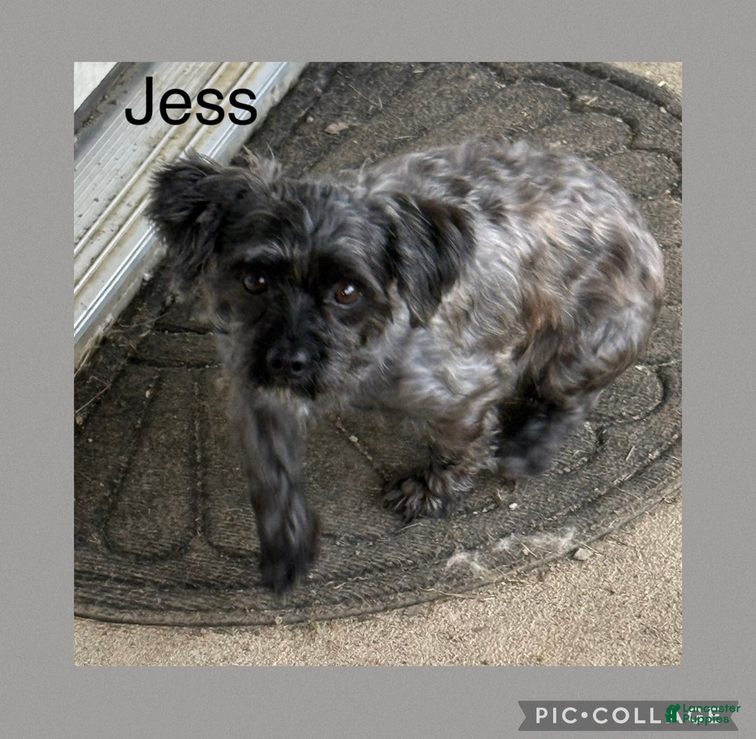 Yorkiepoo dogs for sale: Yorkiepoo Puppy 1 wilson - Ad 7