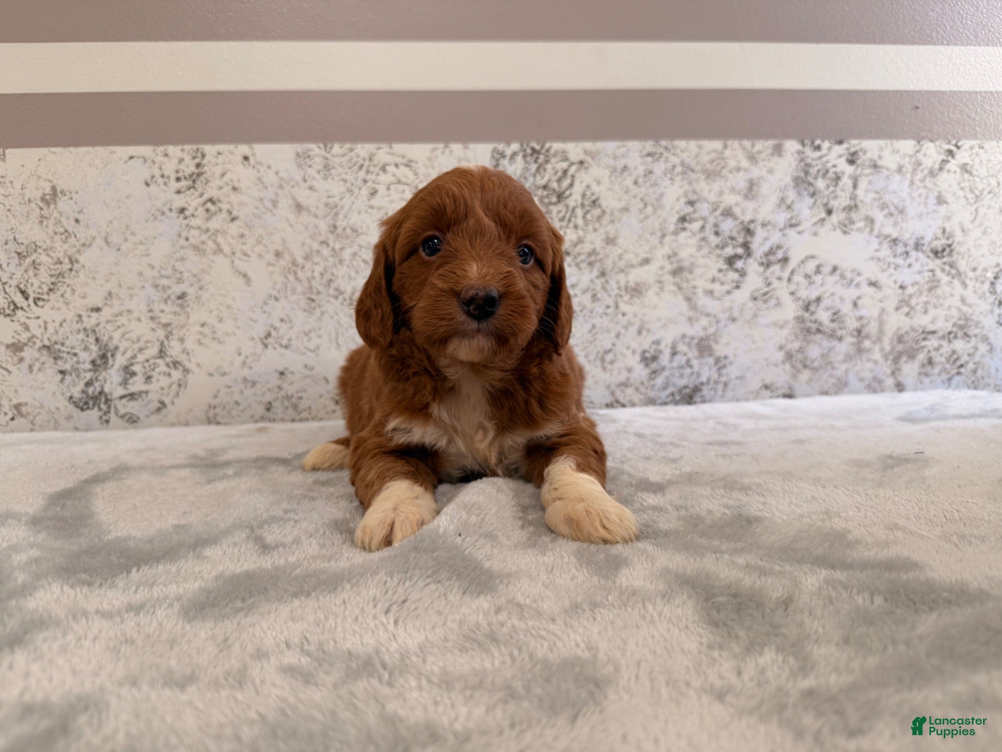 Mini Goldendoodle dogs Calla - Ad 13