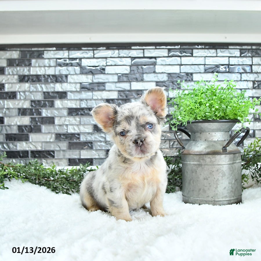 French Bulldog dogs Lacy - Ad 38