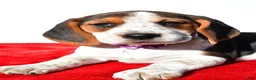Beagle dogs for sale: Molly - Ad 3