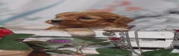 Cavapoo dogs for sale: Cavapoo 5 Tilly SOLD - Ad 4