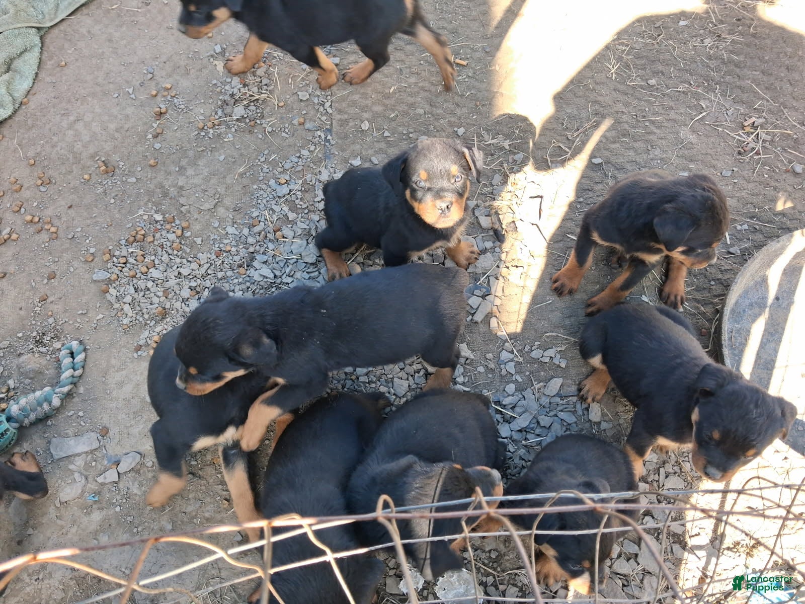Rottweiler dogs for sale: Rottweiler 2 - Ad 18
