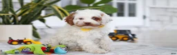 Cockapoo dogs for sale: Juniper - Ad 4