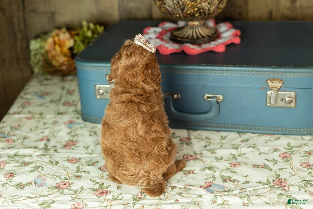 Mixed Breed dogs for sale: Tammy  - Ad 5