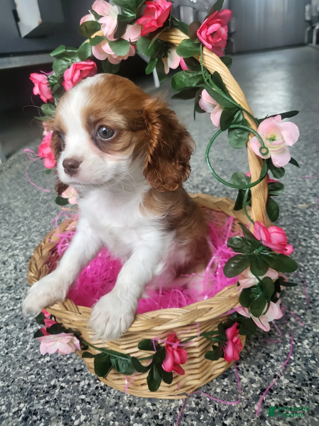 Cavalier King Charles Spaniel dogs for sale: Cavalier King Charles Spaniel Puppy 2 - Ad 5