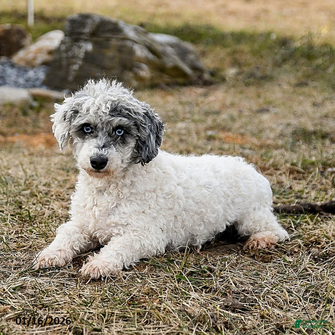 Miniature Poodle dogs for sale: Marble - Ad 2