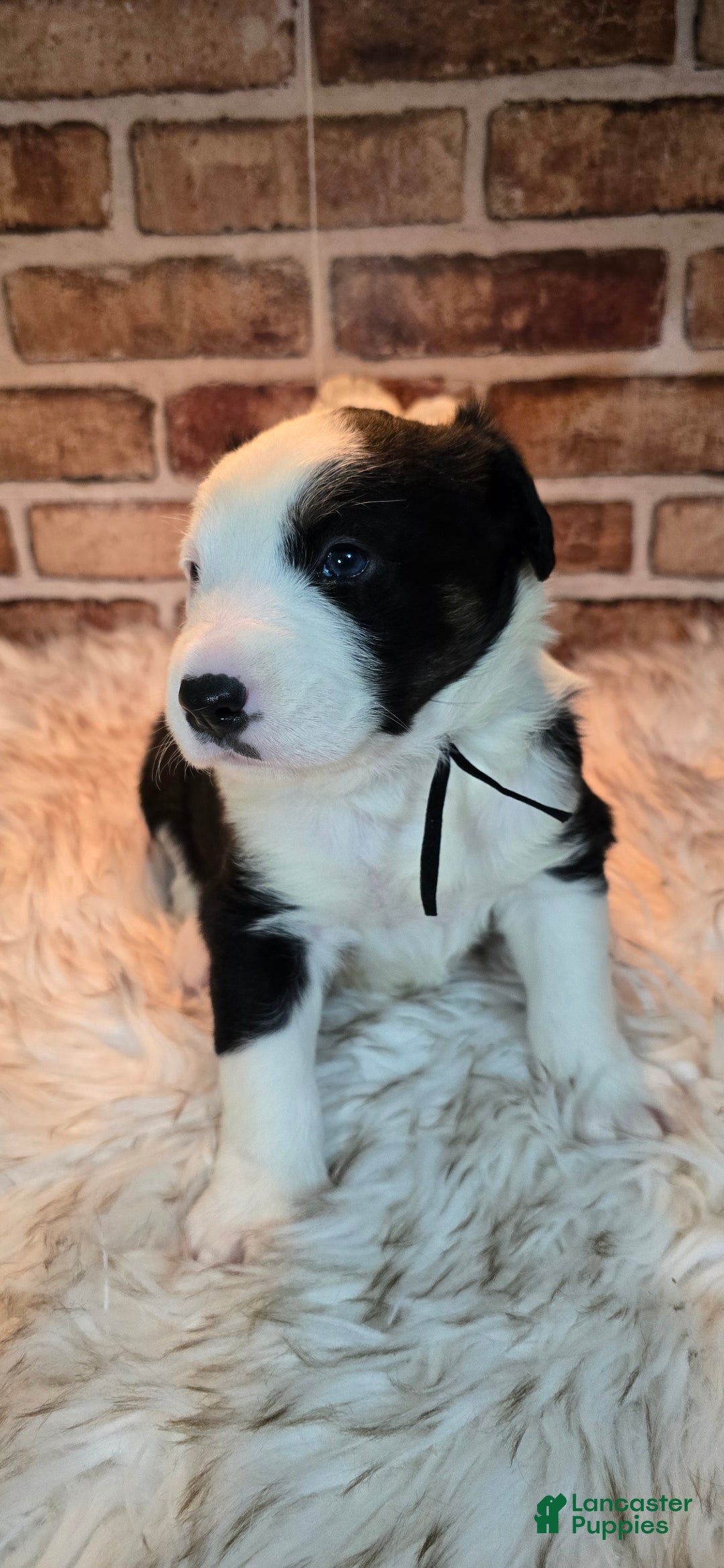 Mixed Breed dogs for sale: Milo - Ad 13