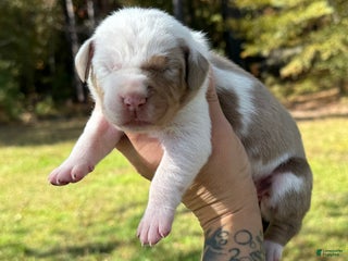 Catahoula Leopard Dog dogs Catahoula Leopard Dog Puppy 10 - Ad 5